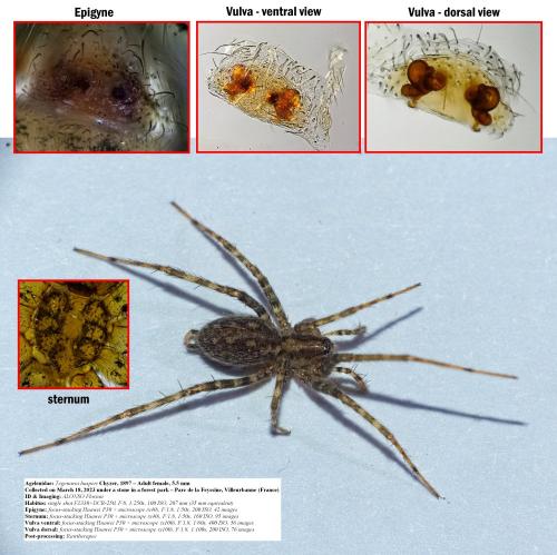Réf. 319 713 : Tegenaria hasperi